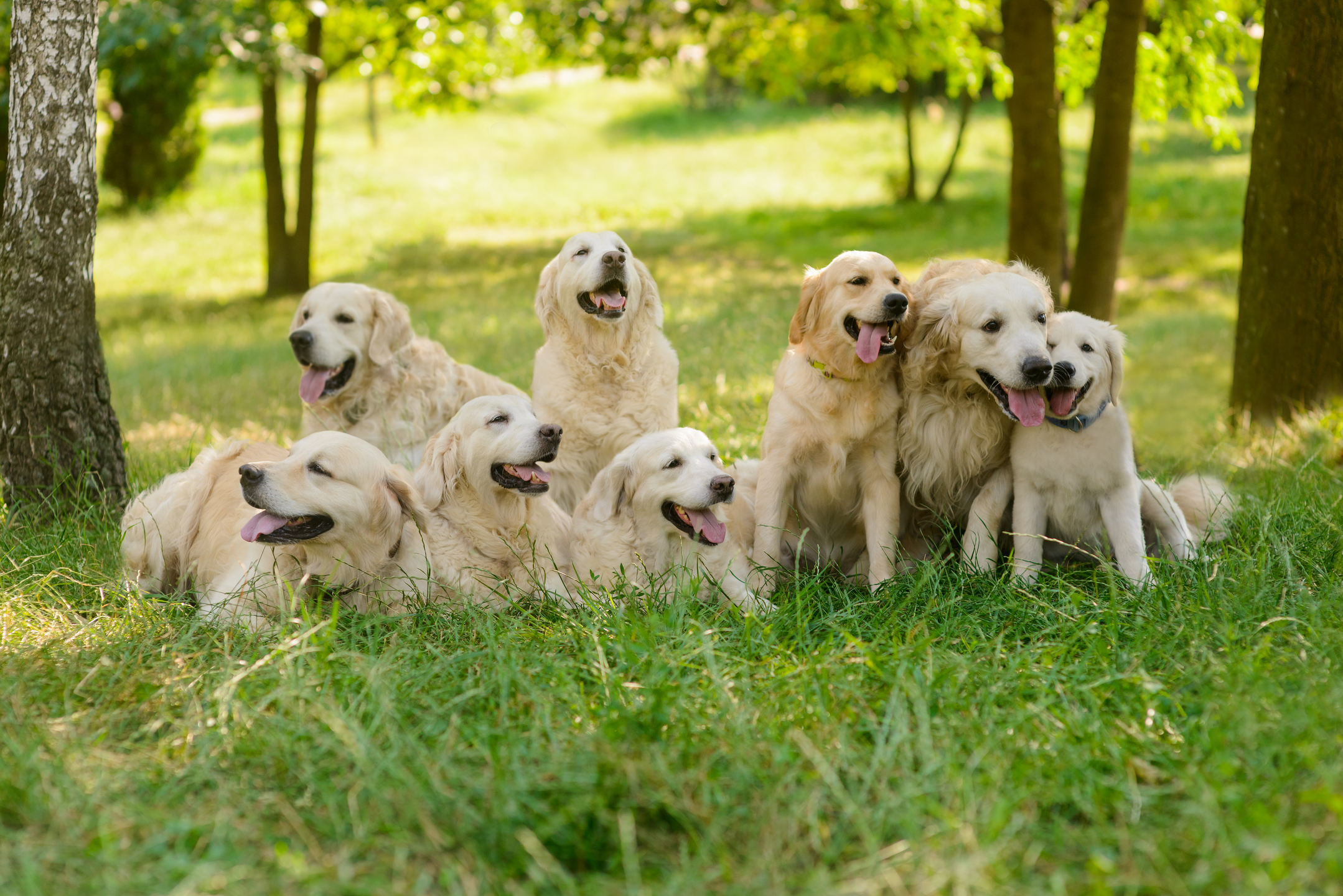 Unmistakable signs you are a crazy Golden retriever person (and are proud of it)