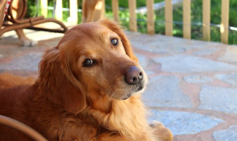 Ways to help your blind dog navigate life at home