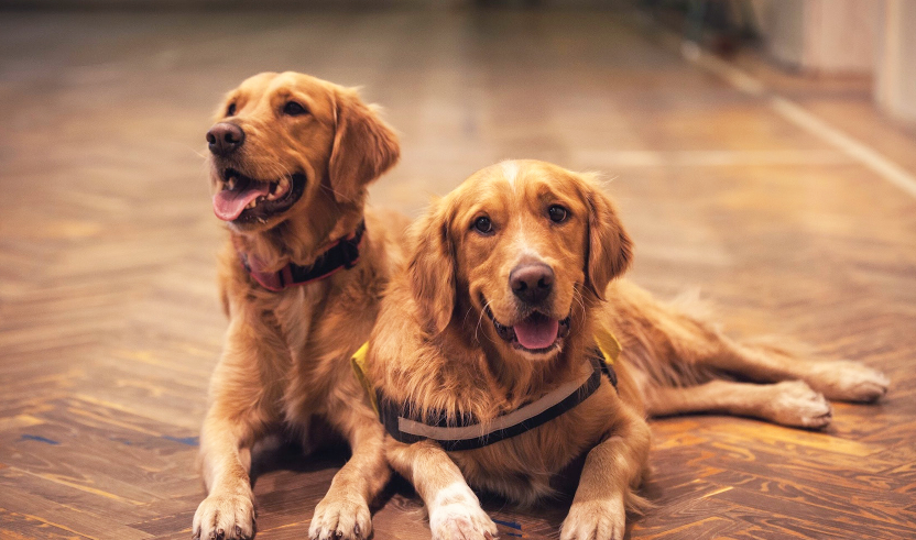 Five reasons why two dogs are better than one!