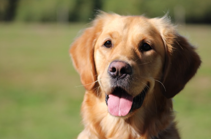America’s three most popular dog breeds, and what you need to know about them!