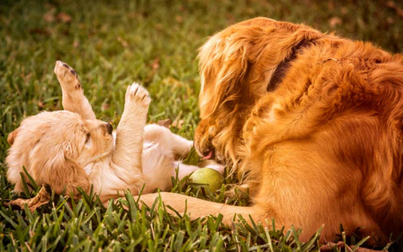 All you need to know about caring for your dog during pregnancy