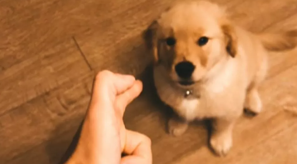 And the Oscar goes to… Puppy gives dramatic performance after being “shot”