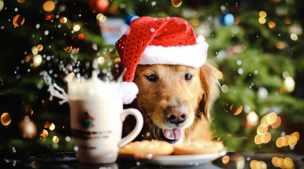Chocolate, pies, nuts: Christmas foods that you shouldn’t let your Golden retriever eat