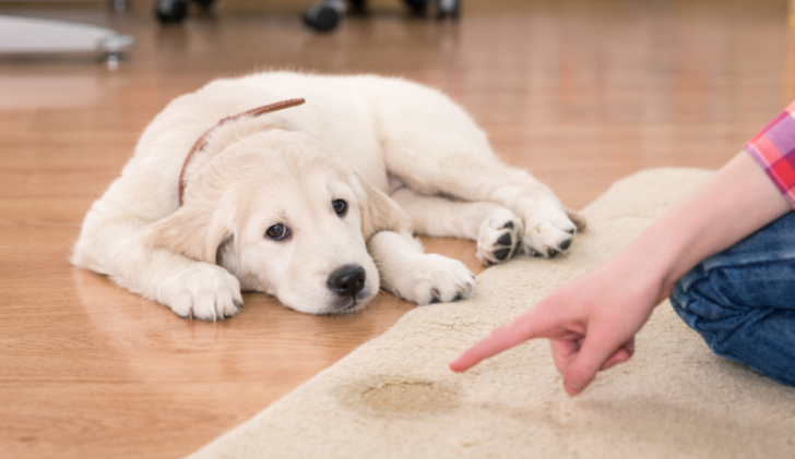 How to potty train your Golden retriever and the most