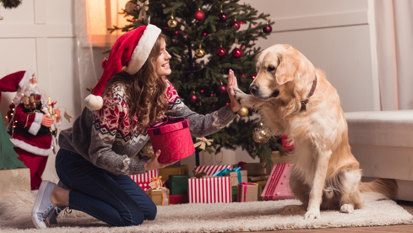 Six gifts your Golden retriever will absolutely adore!