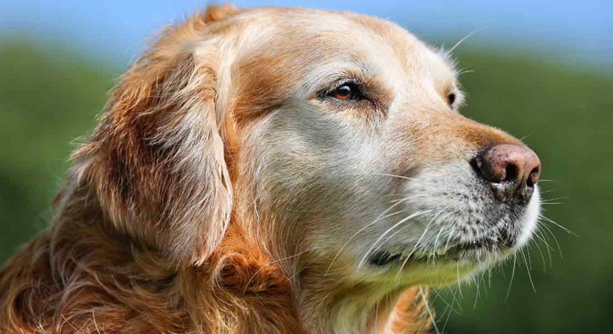 Signs your dog may be losing its vision
