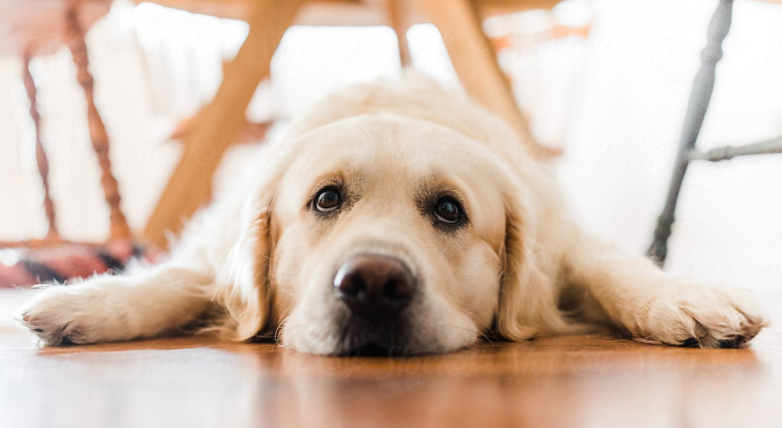 Four silent signs your dog is depressed