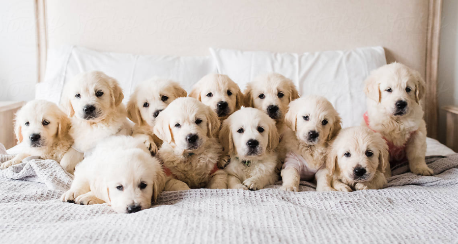 All the red flags: How to spot a puppy scam online