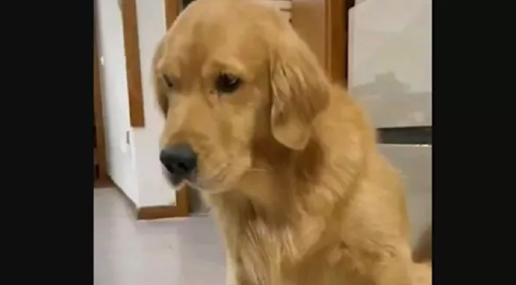 Life is ruff: Golden retriever isn’t having prank about putting her on a diet