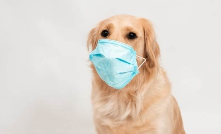 Can dogs actually contract the novel Coronavirus?