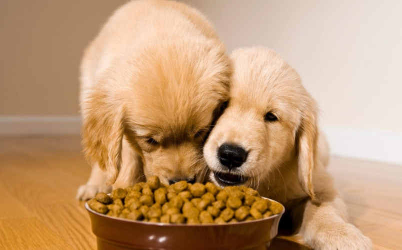 Why you should definitely get your dog a slow feeder!