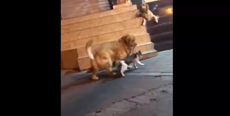 Not on his watch! Golden Retriever drags out feline friend from picking a nasty fight