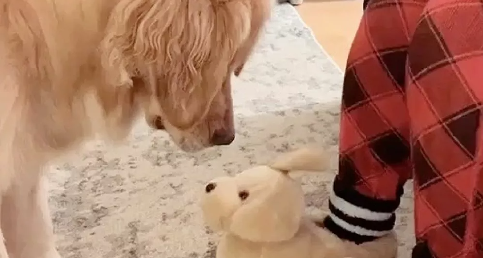 Impawster! This Golden girl is very confused by furry puppy slippers