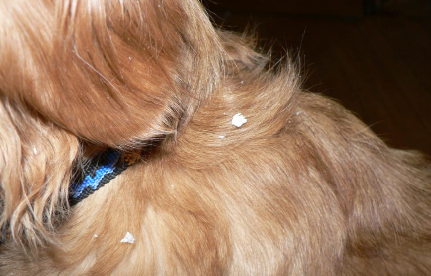 Is your dog having problems with dandruff? These might be the reasons why and how to treat it!