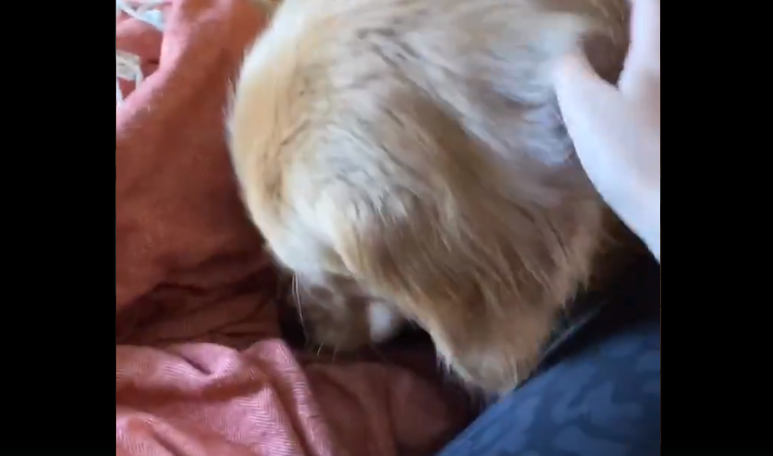 Gib me attention hooman! Golden retriever steals and breaks owner’s TV remote