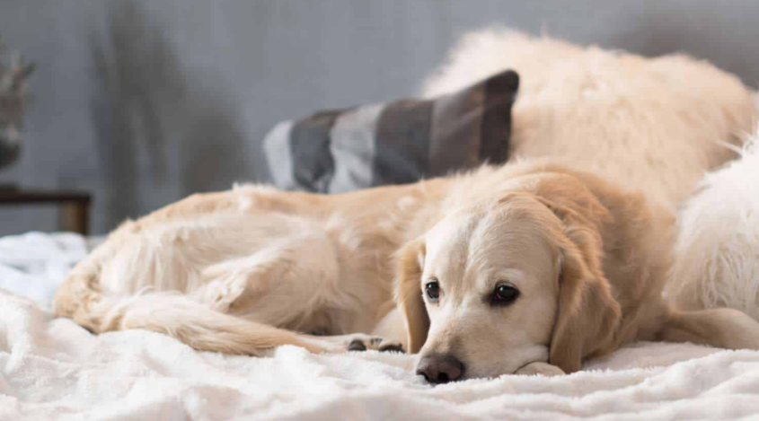What to do if you spot blood in your dog’s urine
