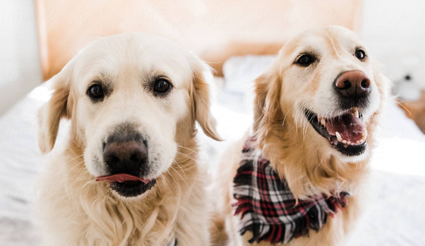 Fun facts about Golden retrievers you probably didn’t know!