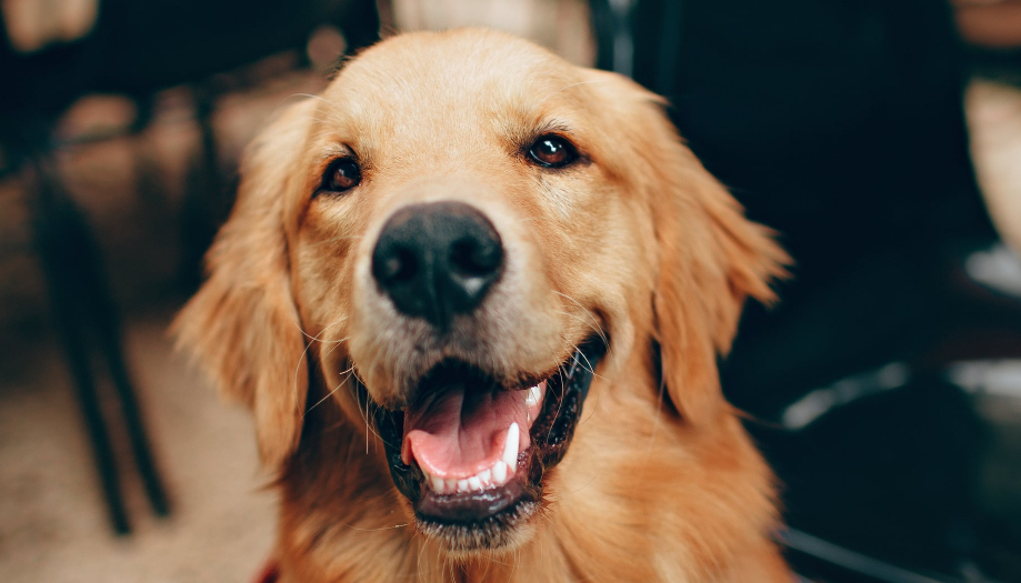 Best quotes about Golden retrievers that will warm your heart