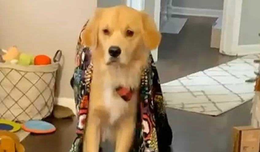 What time is it? Confused Golden retriever looking lost after a nap and with a blanky on his back
