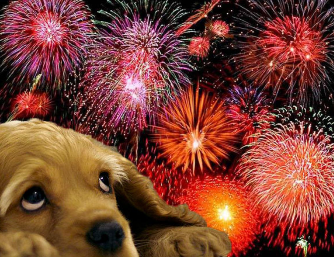 How to protect your animal companion this New Years Eve