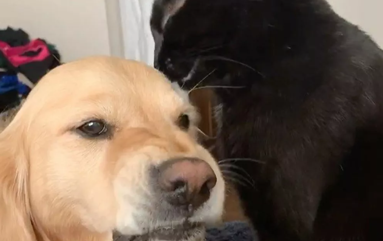 “I love you, but stop licking me” Golden retriever is VERY annoyed by his cat friend
