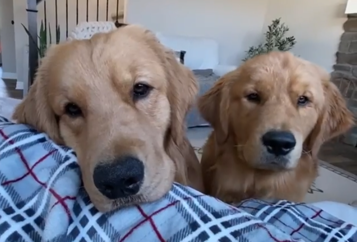 Gib me cheese, paw-lease! Adorable Golden retrievers would do anything for a little bite!