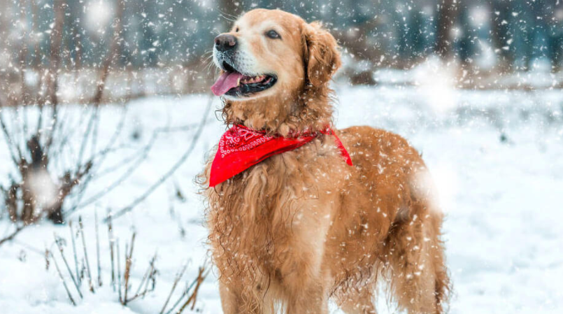 Four New Year’s resolutions for all dog parents