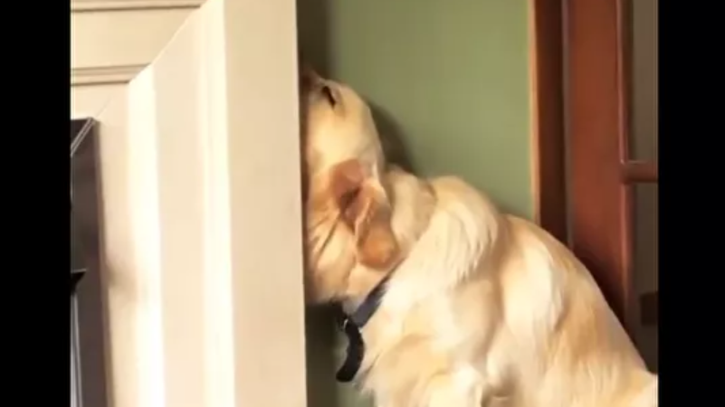 Silly Golden retriever is ready to take a nap in the most ridiculous places and positions