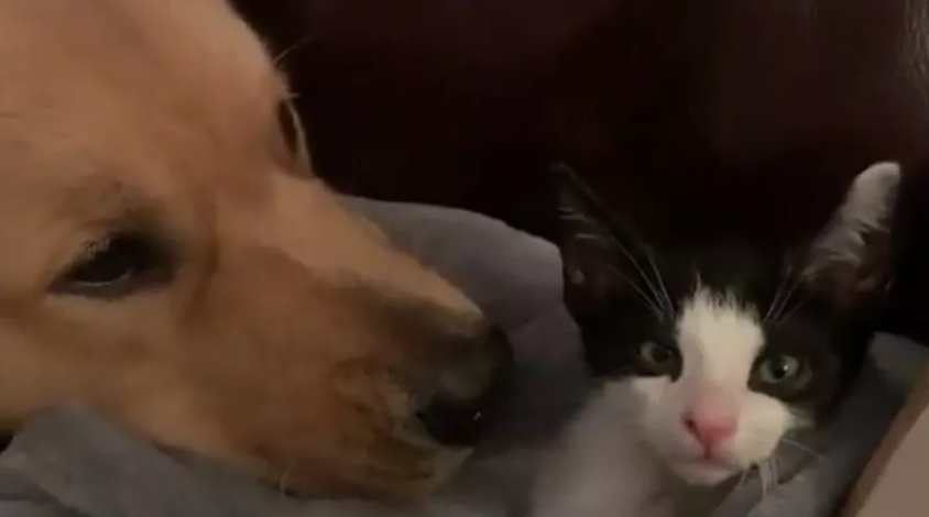 An unusual love: This Golden retriever really wants to cuddle with his kitten