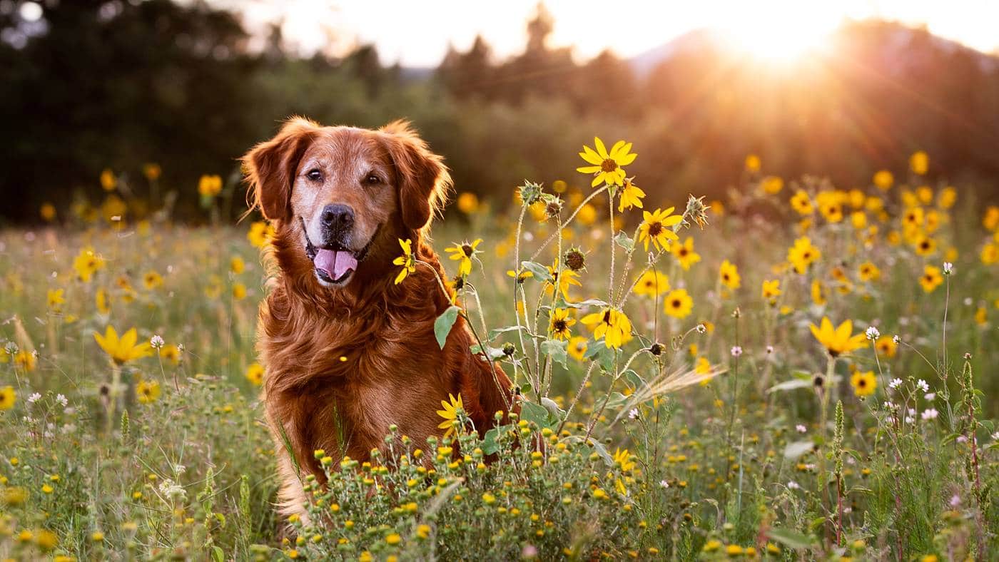 Simple steps that will help you take the best pictures of your Golden retrievers!