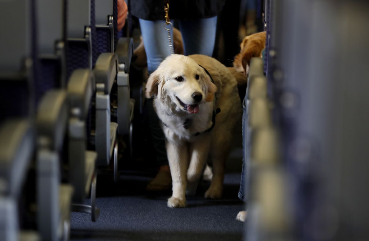 A final decision has been made: Only dogs can be brought aboard planes, and only as service animals
