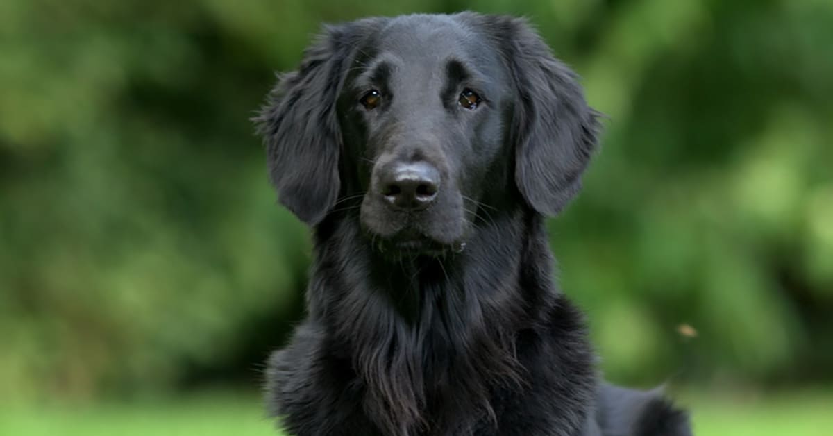 Black Golden retriever or the Flat-Coated retriever!