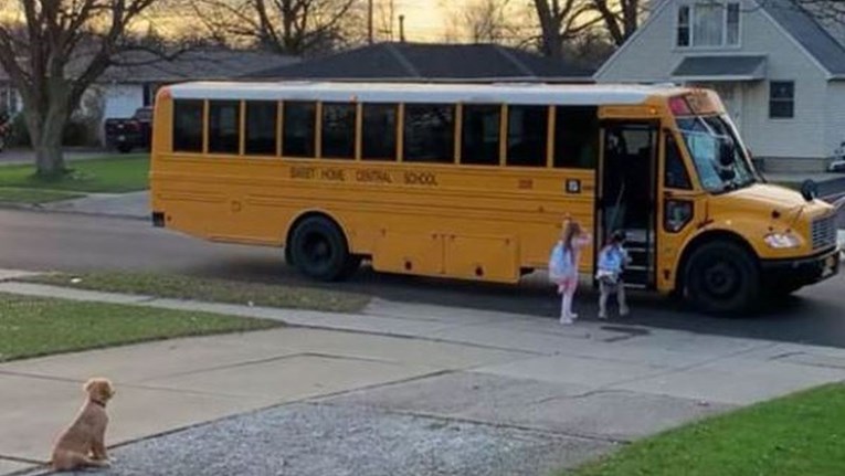 The Golden Retriever accompanies the children to the school bus every morning and waits for them to board