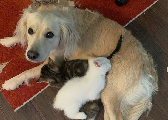 This Video Of A Golden Retriever Being A Foster Mom To Orphaned Kittens Is The Sweetest Thing You’ll See