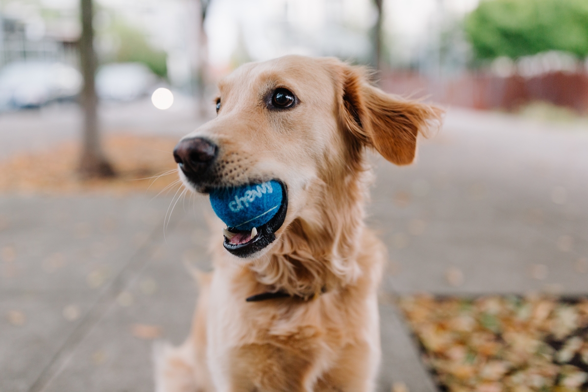 How To Train Your Golden Retriever To Stop Chewing? The