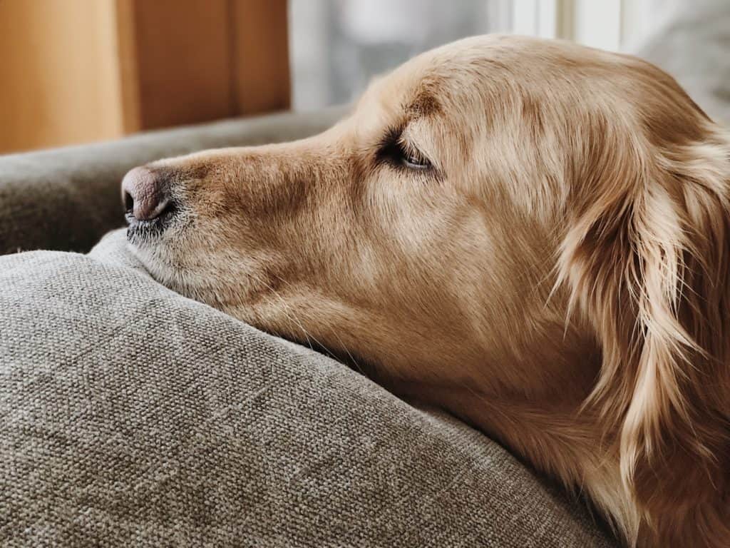Separation anxiety in Golden retrievers, what it is and how to help your dog