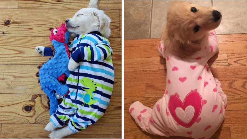 Adorable Puppies In Pajamas Will Melt Your Heart