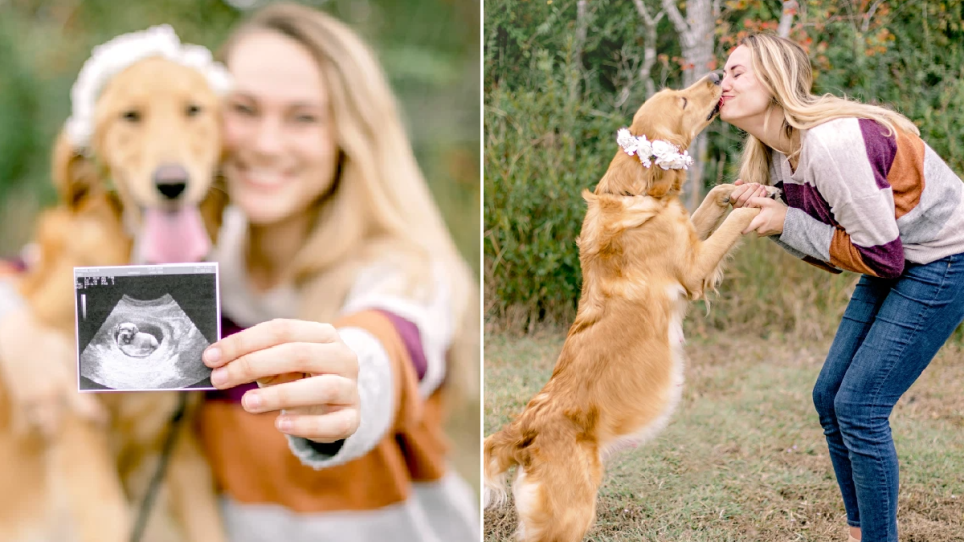 A new beginning: This woman held a maternity-shoot for a pregnant Golden to celebrate her being rescued off the street!