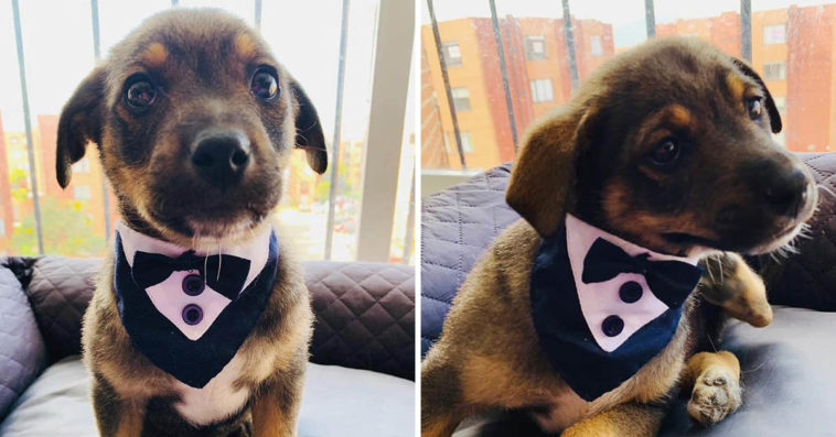 Heartbreaking: This shelter puppy was all dressed up in a tiny tuxedo to greet his new family, but they were a no-show…