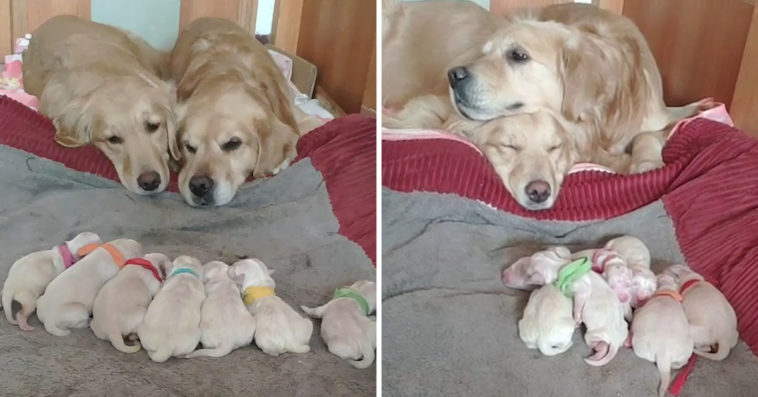 Precious: Golden retriever parents caringly watch over their seven newborn babies