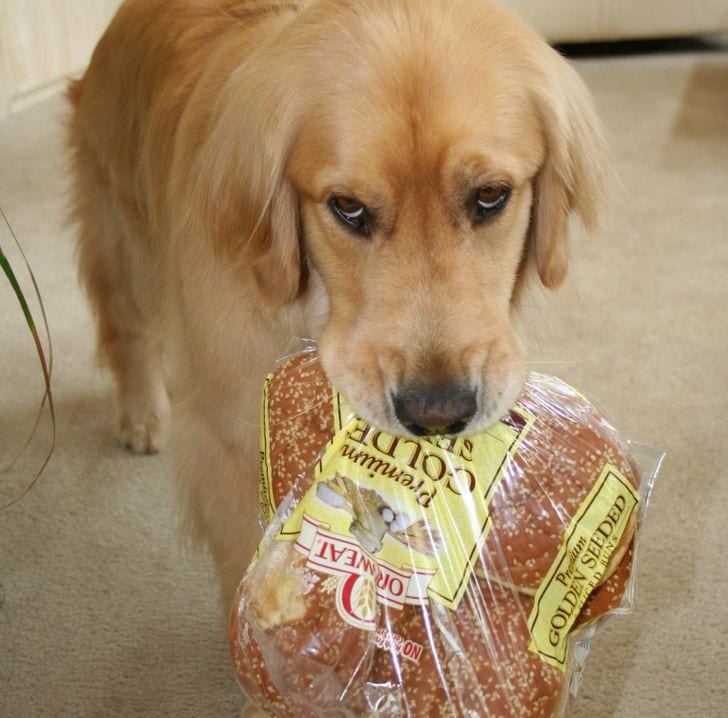 Pillows, eggs, or even buns: These 10 good doggos love bringing their humans special gifts