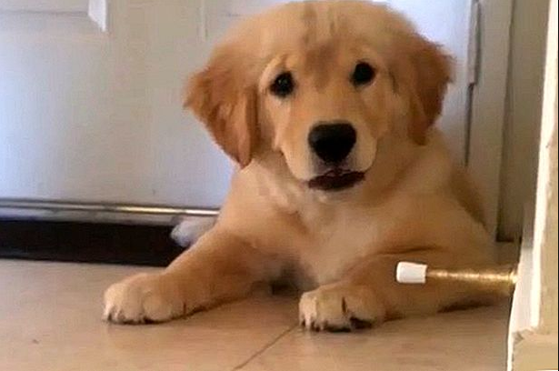 This Puppy Defending His Family From An Evil Door Stop Will Make Your Day