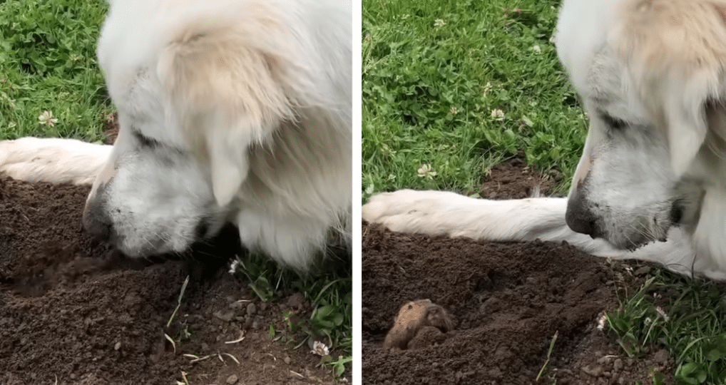 A Golden Retriever Is Absolutely Fascinated By This Gopher