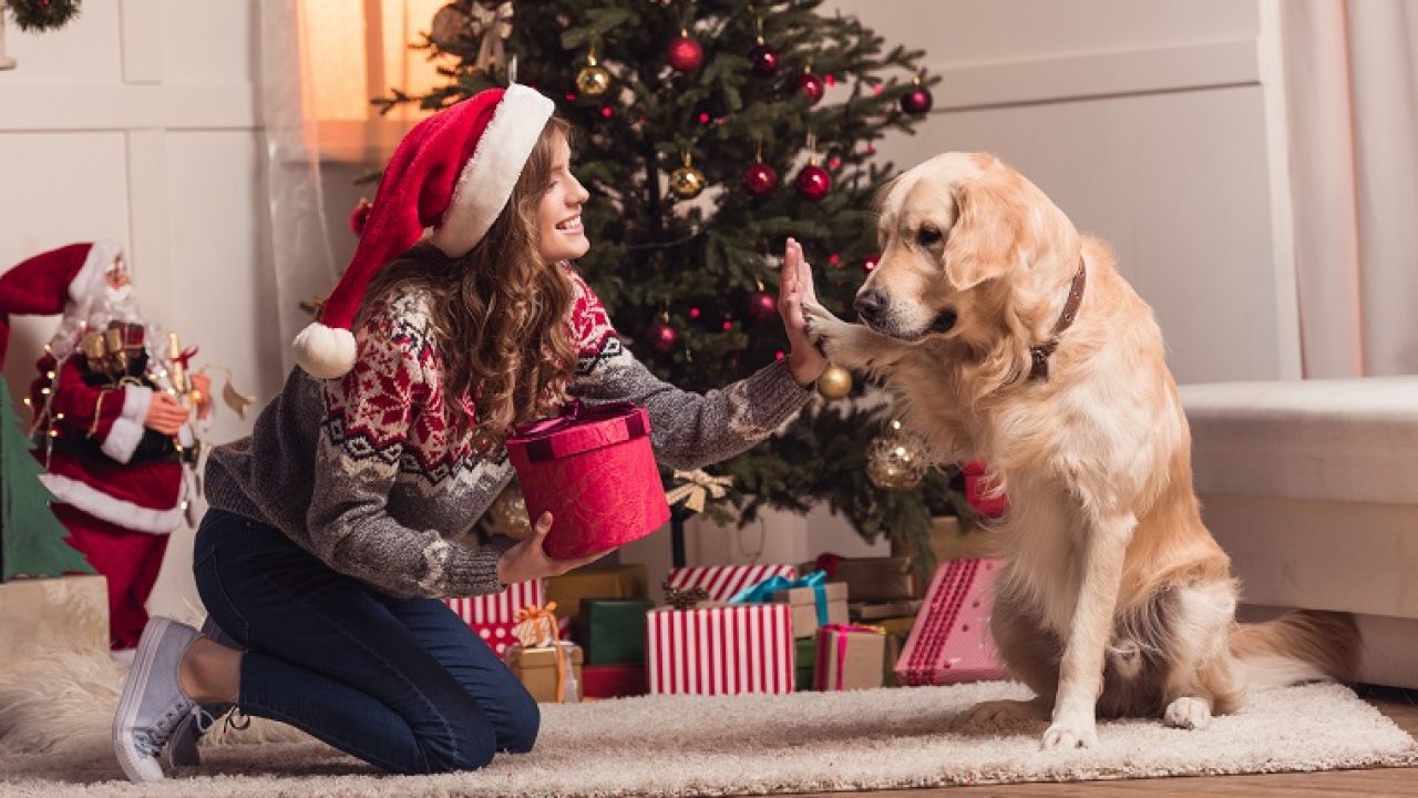 Five ways to make the holidays less stressful for your Golden retriever