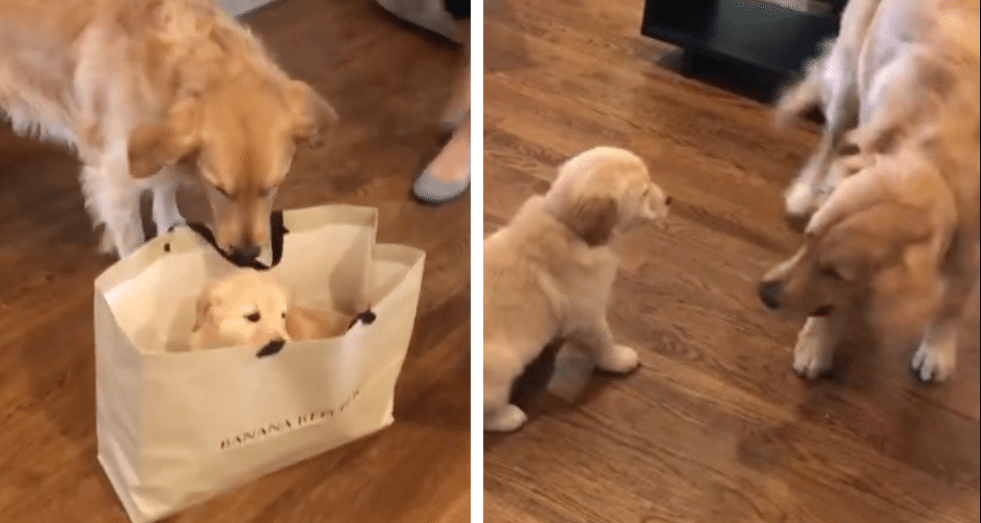 Surprise For A Golden Retriever: A New Puppy Sister