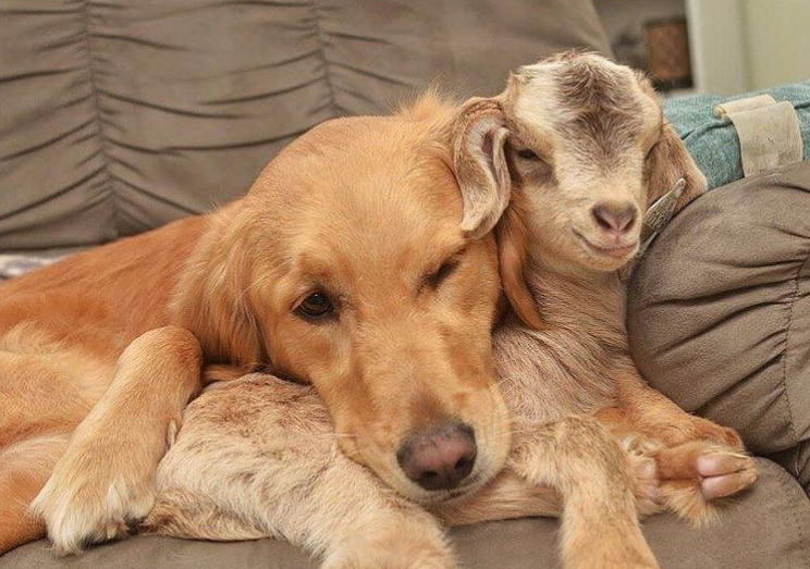 This Female Golden Retriever Thinks She’s the Mother of Baby Goats