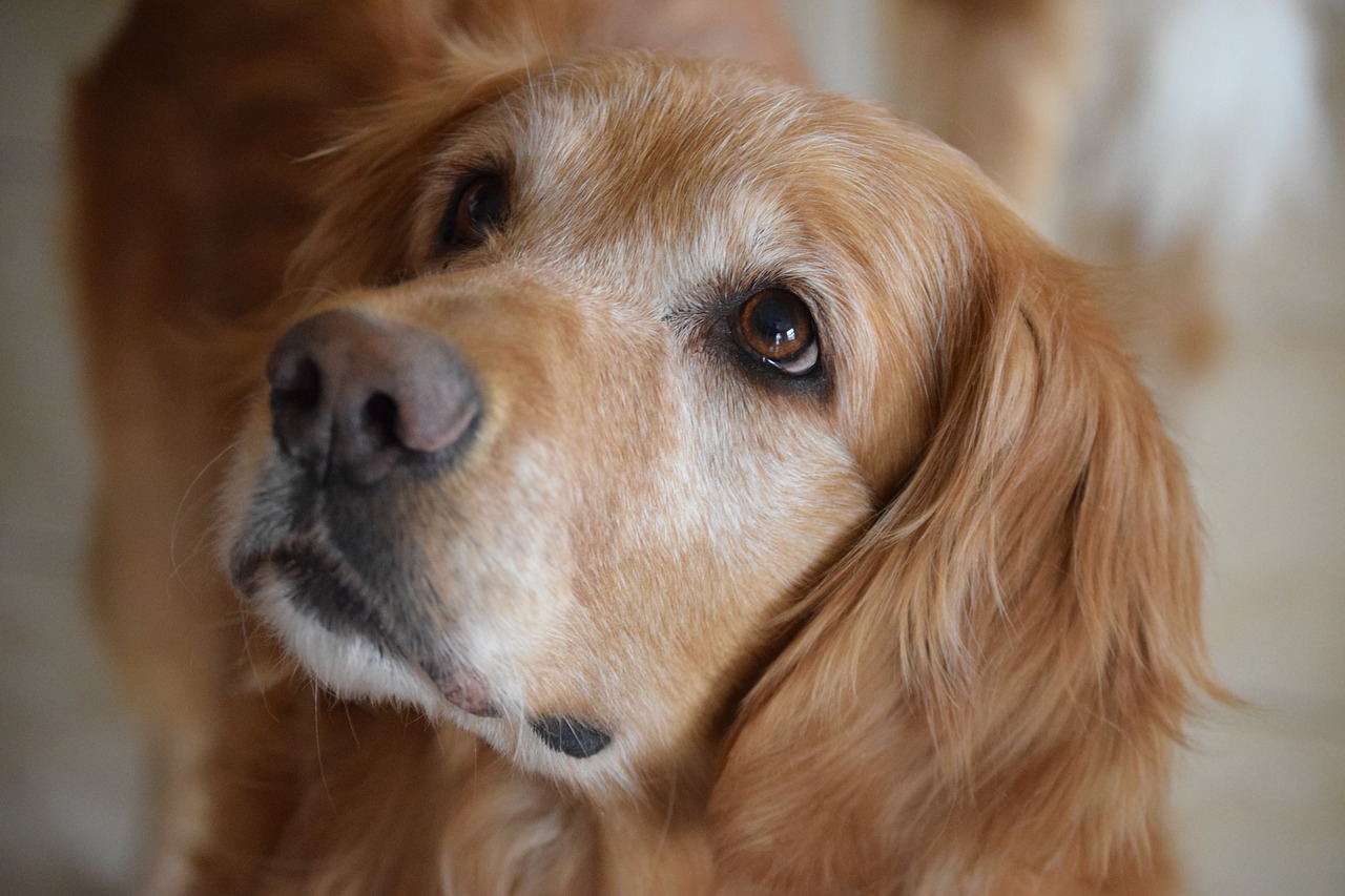 Why Does My Golden Retriever Smell So Bad?