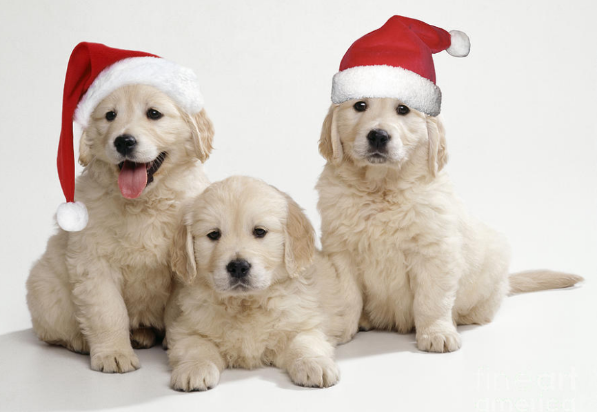 Best Christmas Movies With Goldens