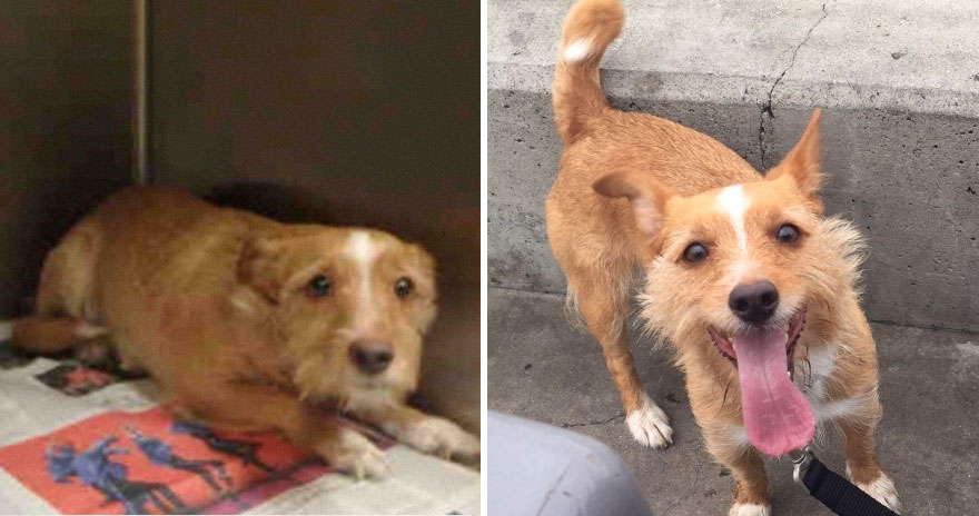 10 photos of dogs before & after their adoption that will melt your heart!