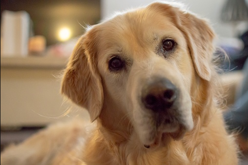 Dogs don’t seem to really understand everything you tell them